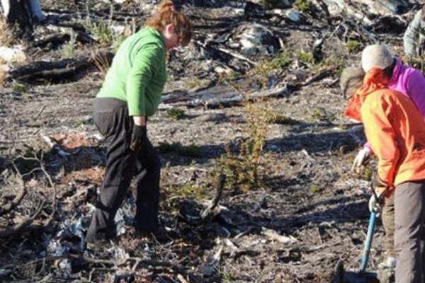 Plantaron 130 mil aacuterboles para reforestar un bosque quemado
