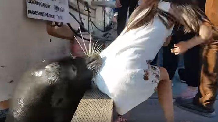Lobo marino mordió a una niña y la llevó bajo el agua