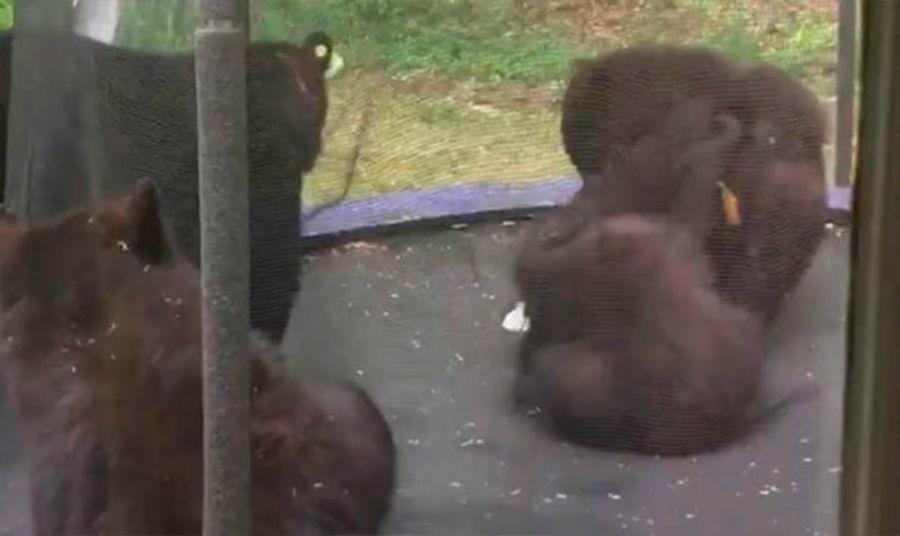 La insoacutelita sorpresa de una mujer al ver a osos jugando en su cama elastica