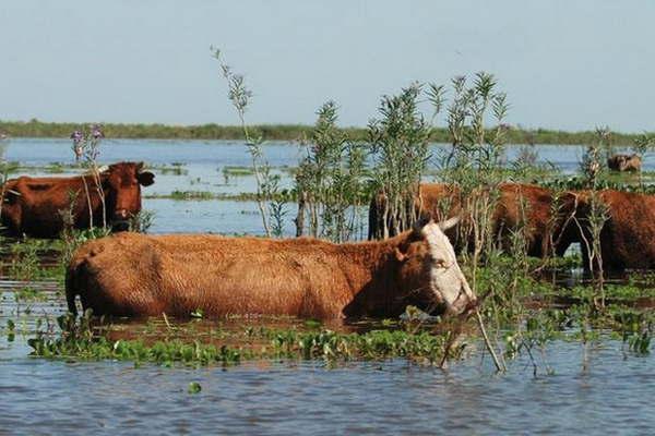 Corrientes perderiacutea unas cincuenta mil  cabezas de ganado 