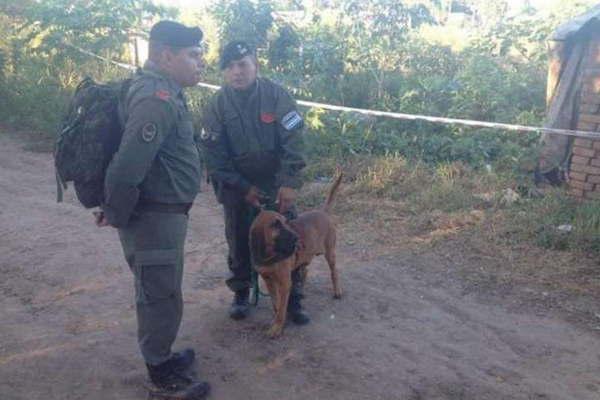Desaparicioacuten de Daiana- los perros rastreadores  y un hallazgo clave