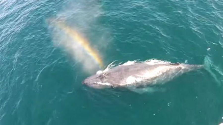 Una ballena que hace un arcoiacuteris sorprende en Twitter