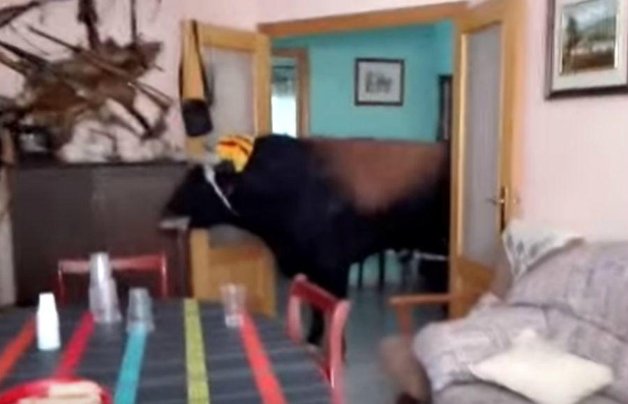 Un toro desatoacute el paacutenico al entrar en una casa