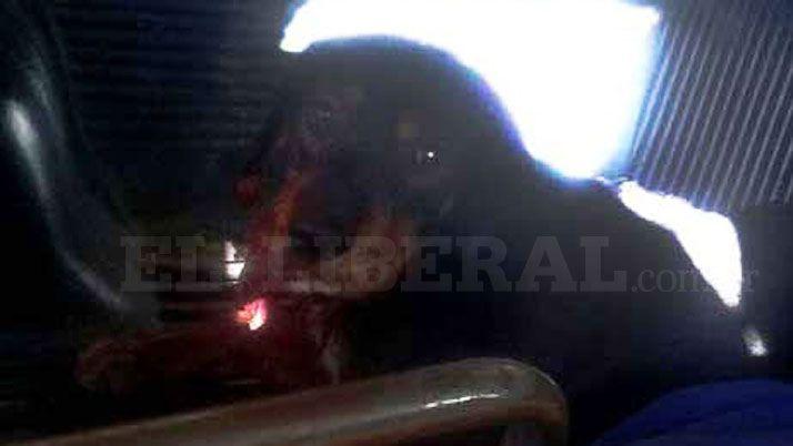 Indignante- denuncian a un tabiquero por balear a un perro en la cabeza