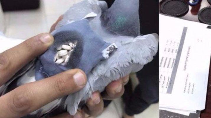 Detuvieron a una paloma narco con droga en su mochila