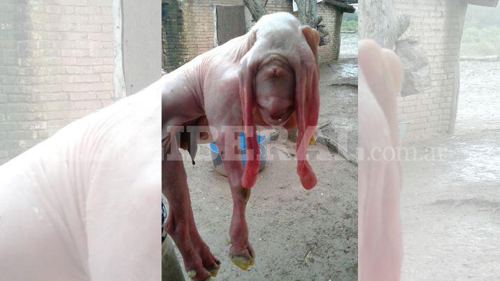 Nuevo caso de malformacioacuten animal