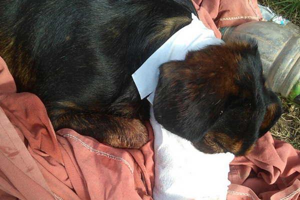 Tabiquero destruyoacute la mandiacutebula de un perro con escopeta