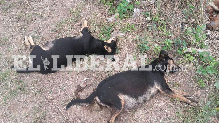 Indignante- Descubren envenenados a 15 perros en Clodomira