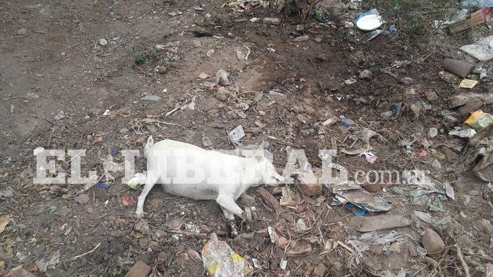 Indignante- Descubren envenenados a 15 perros en Clodomira