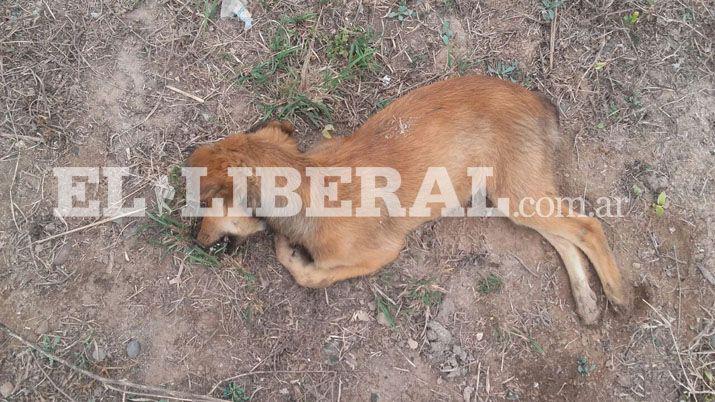 Indignante- Descubren envenenados a 15 perros en Clodomira