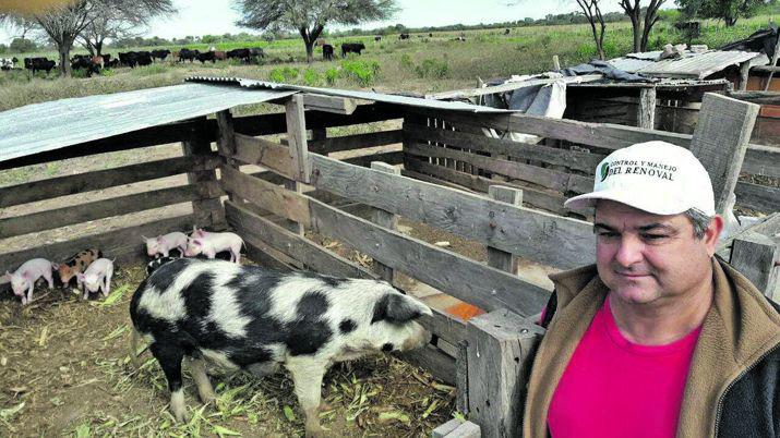 Crece la produccioacuten de cerdos en Friacuteas y la regioacuten ya cuenta con 2500 madres