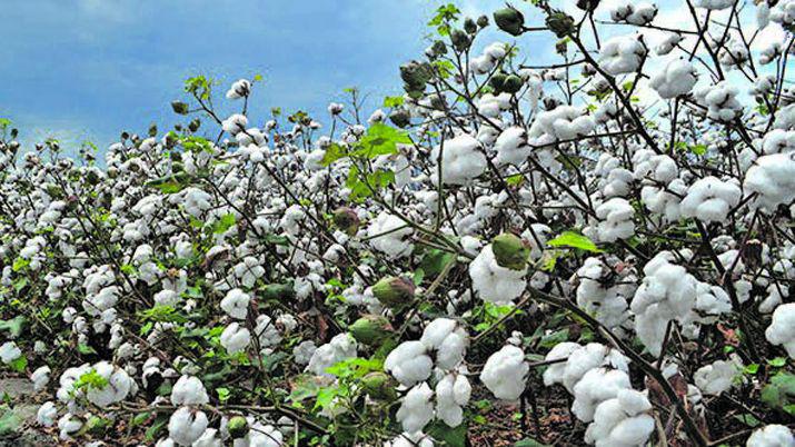 Preocupa la evasioacuten por la venta en negro de algodoacuten en Chaco