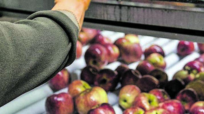 La produccioacuten de manzanas y peras en emergencia