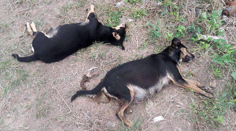 Acusan a carnicero de envenenar a 15 perros en Clodomira