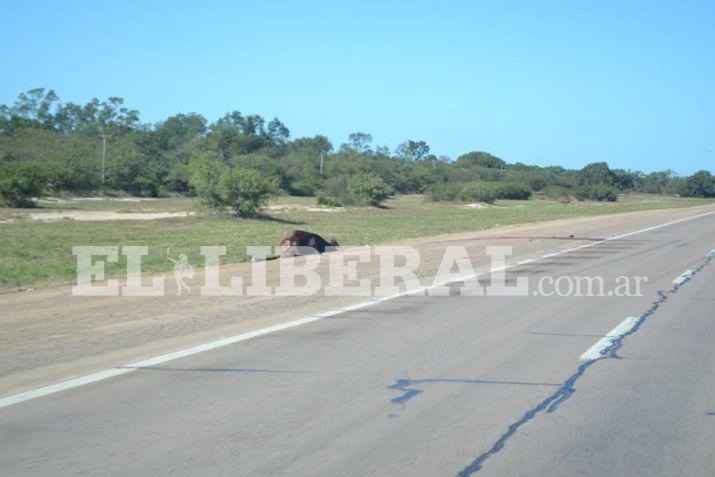 El vacuno de ms de 300 kilogramos murió en el acto tras el choque con el auto