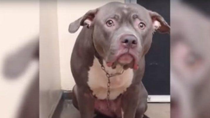 El desgarrador llanto de una perra al darse cuenta de que la abandonaron