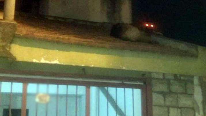 Ovejero alemaacuten enfrentoacute a su duentildea con ONG proteccionista