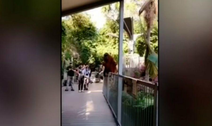 Paacutenico en el Zooloacutegico al escaparse una orangutaacuten
