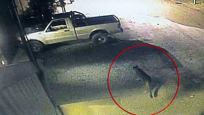 Un puma suelto atormenta a Bariloche