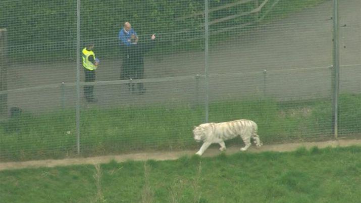 VIDEO  Enorme tigre blanco asesinoacute a su cuidadora en un zooloacutegico