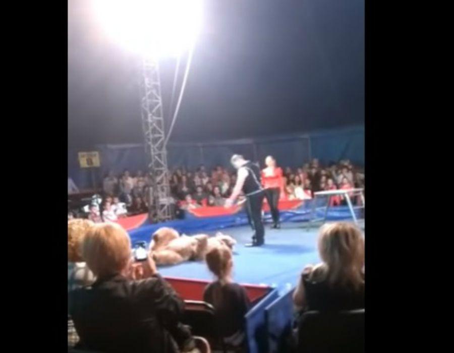 El aterrador instante en que un oso ataca al puacuteblico de un circo