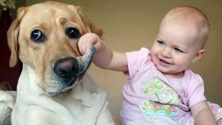 Hoy se celebra el Diacutea del perro