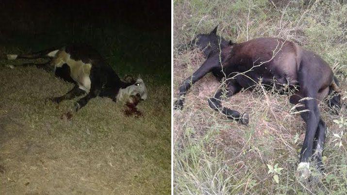 Matanza de animales sueltos en varias rutas preocupa a la Policiacutea