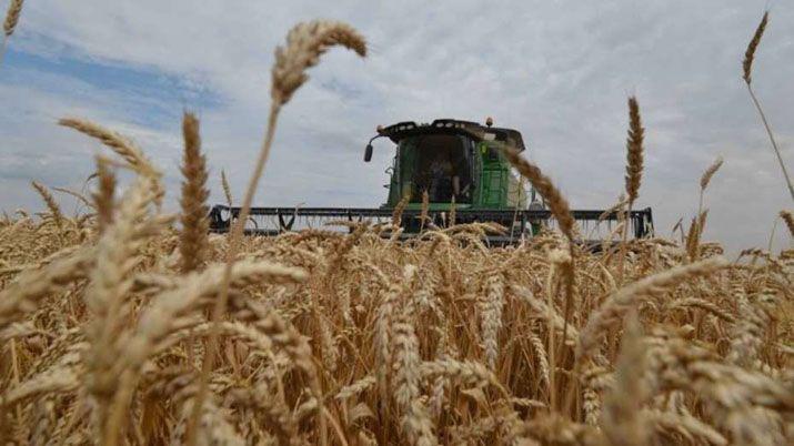 Agroindustria preveacute una cosecha reacutecord para el trigo