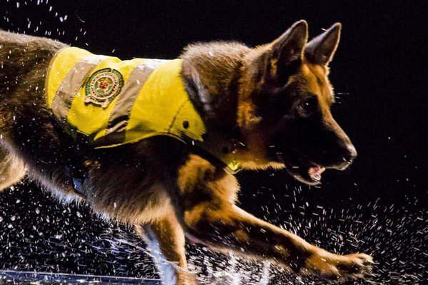 La televisioacuten mostraraacute coacutemo se entrena un perro policiacutea