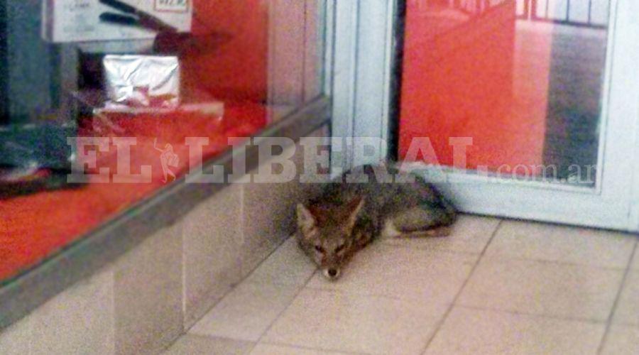 Atrapan un zorro en pleno centro de Santiago