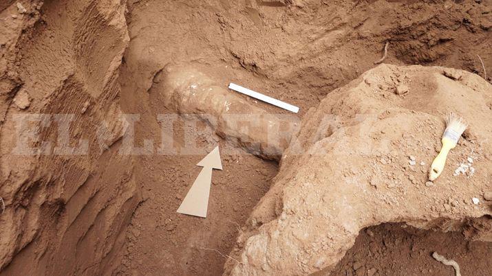 Rescatan los restos de los tres gliptodontes de Weisburd