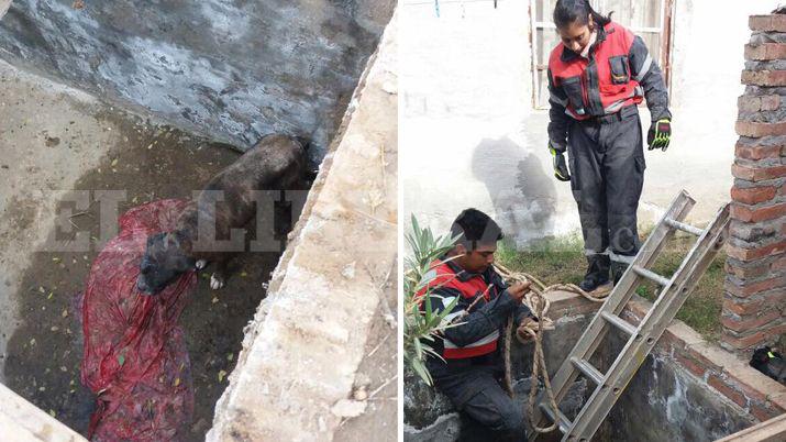 Emotivo rescate de un perrito ciego que cayó a un pozo FOTOS- BOMBEROS DE LORETO
