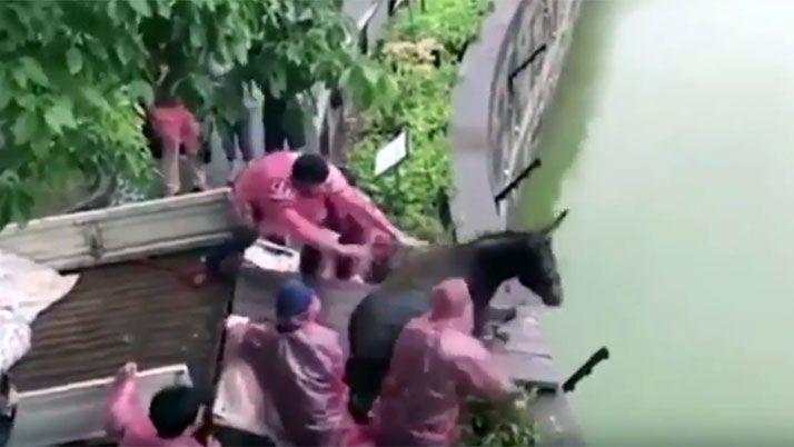 Locura en China- video de un burro lanzado a los tigres en un zoo