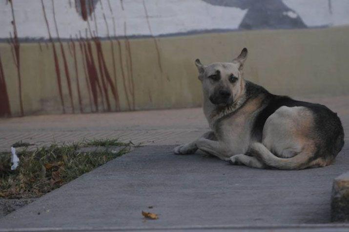 Su duentildeo murioacute hace un mes y eacutel lo espera en la sala velatoria