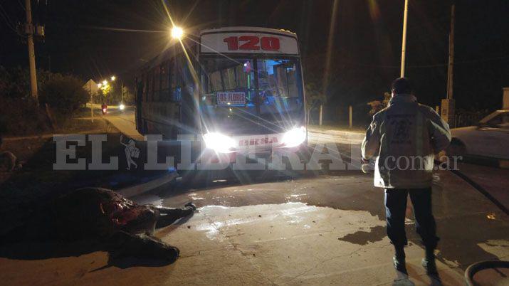 Colectivo de la Línea 120 chocó contra un caballo
