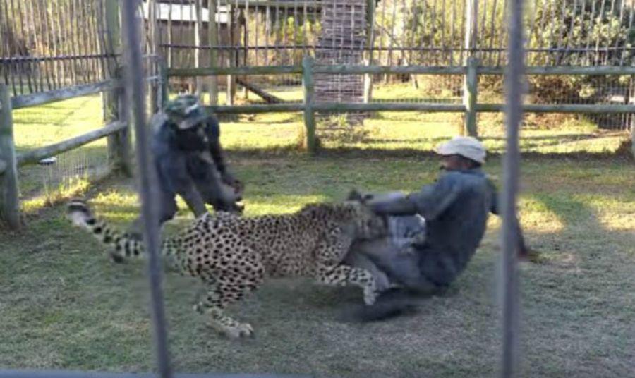Video- Un chita ataca a sus cuidadores mientras le daban de comer