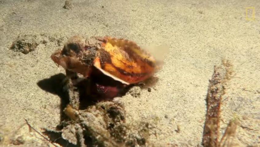 Un pez que camina en el fondo marino desconcierta a los usuarios de YouTube