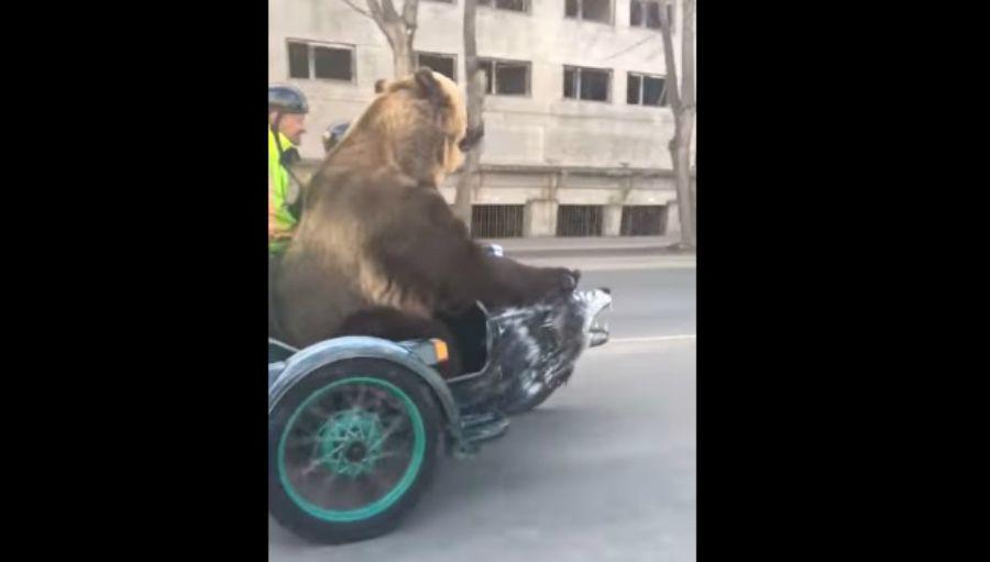 Oso recorre una ciudad rusa en moto es furor en YouTube