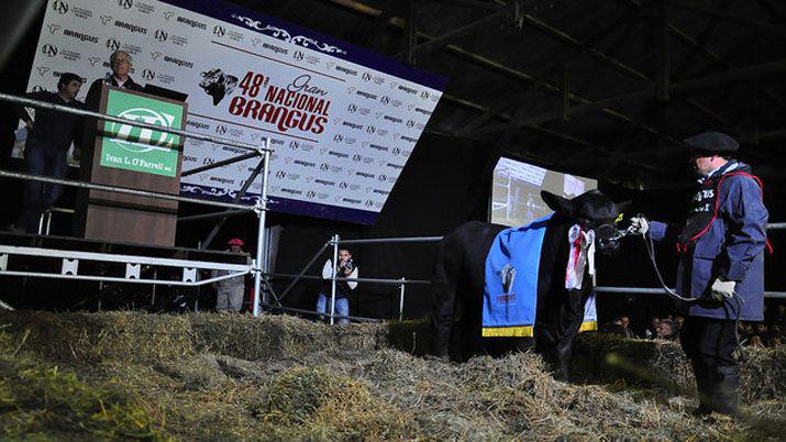 Vendieron el 50-en-porciento- de un toro en 400000 en el remate de La Nación Ganadera