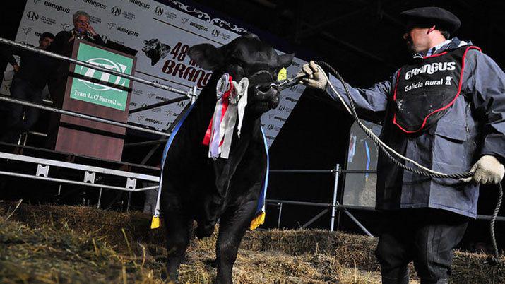 Vendieron el 50-en-porciento- de un toro en 400000 en el remate de La Nación Ganadera