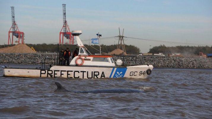 Murioacute la ballena encallada en el Riacuteo de la Plata