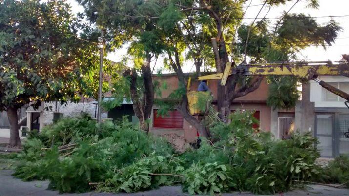 La comuna trabaja para frenar la poda indiscriminada de rboles en la ciudad