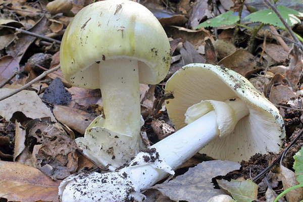 Amanita phalloides el hongo maacutes venenoso que crece en el paiacutes