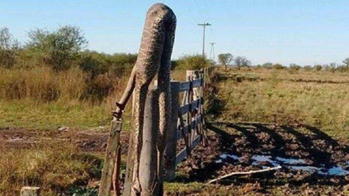 Entre Riacuteos- bajoacute la inundacioacuten y aparecieron enormes viacuteboras