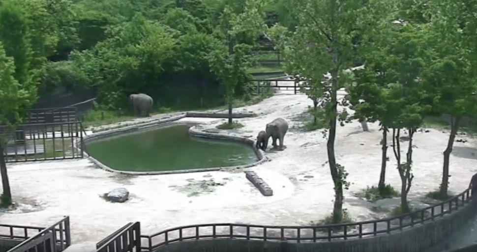 Increiacuteble- Un bebeacute elefante cae al estanque y los padres corren a salvarlo