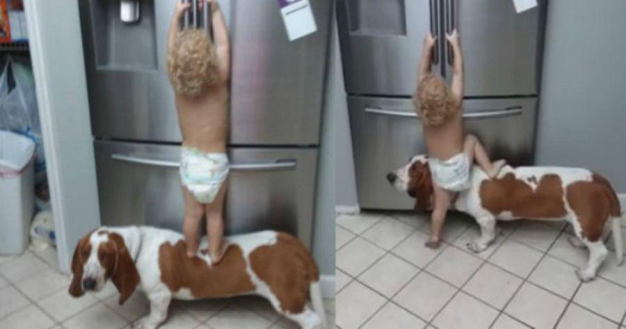 Un bebeacute y su perro asaltaron una heladera y son furor en YouTube