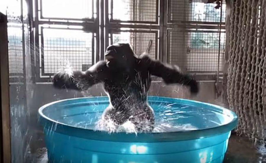 El increiacuteble baile de un gorila en una pileta
