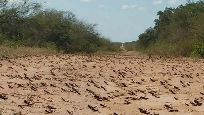 Alarma por aparición langostas en Chaco y cercanías de Santiago