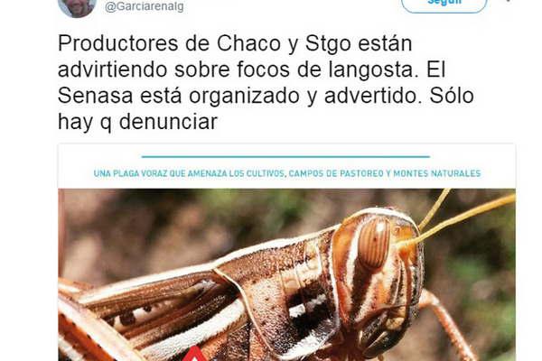 Alerta en productores locales por la aparicioacuten de mangas de langostas