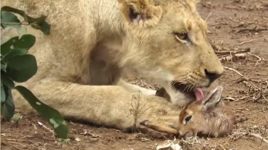 Una leona adoptoacute a una criacutea de antiacutelope